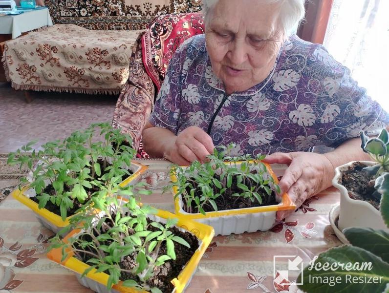 Весна на подоконнике: как соцработники помогают хозяйкам вырастить крепкую рассаду