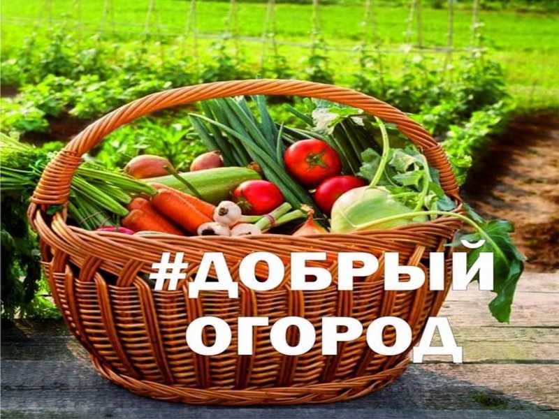 Всероссийская акция #ДОБРЫЙ ОГОРОД